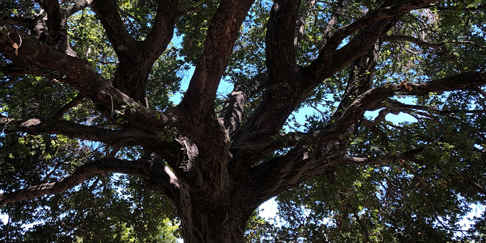 Grandmother oak tree, over 70 years old, fills the whole frame, branches silhouetted against the sun  stretched out