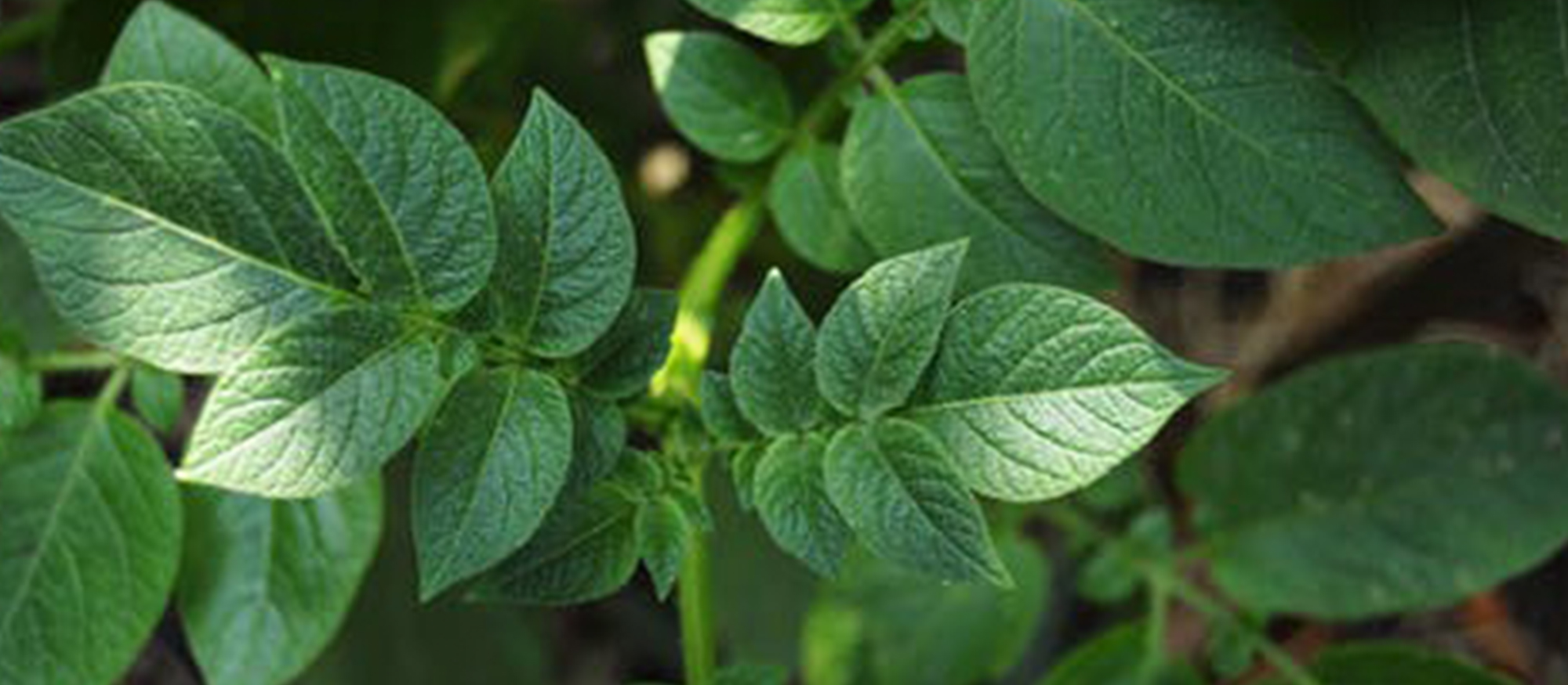 Leafs Emerging